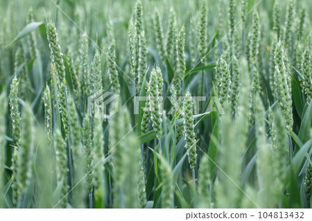 Green spring wheat field crops, ears close-up 104813432