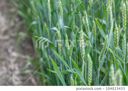 Young wheat ears or spikelets, blurred background 104813433