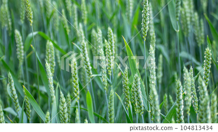 Green spring wheat field crops, ears close-up 104813434
