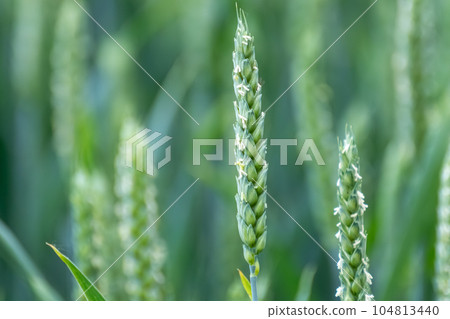 Green spring wheat field, ears close-up with blur Green spring wheat field, ears close-up with blur 104813440