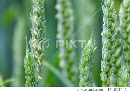 Green spring wheat field crops, ears close-up Green spring wheat field crops, ears close-up 104813441