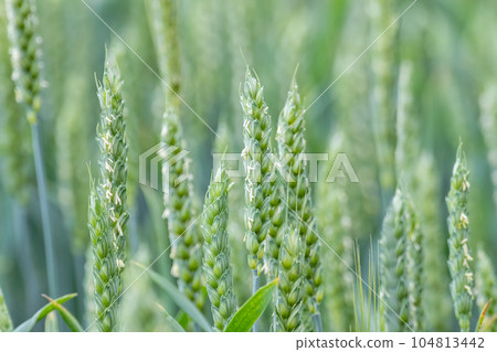 Green spring wheat field crops, ears close-up Green spring wheat field crops, ears close-up 104813442