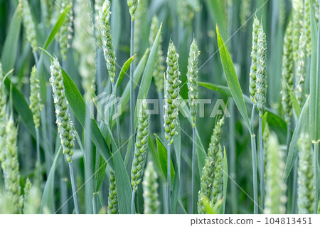 Green spring wheat field, agriculture close-up 104813451