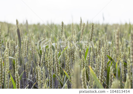 Green wheat field close-up with blurred gray sky 104813454