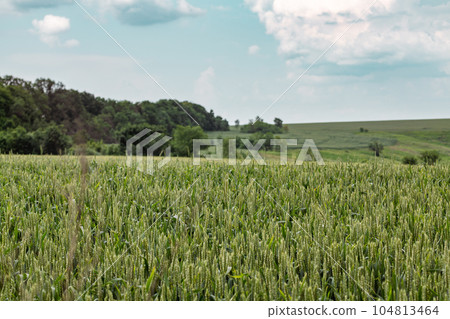 Green spring wheat field close-up with cloudy sky 104813464