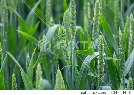 Green spring wheat field crops, ears close-up 104813466