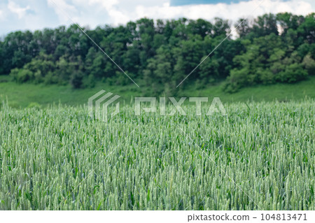 Green wheat field landscape with cloudy sky 104813471