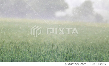 Green spring wheat field in pouring rain close-up 104813497