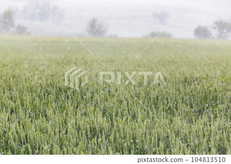 Green spring wheat field in pouring rain 104813510