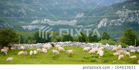 Flock of sheep with red marks on backs are grazing on pasture in a mountain valley. Wool and food production. Growing livestock is a traditional direction of agriculture. 104813631