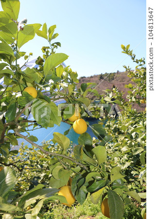 Setonai lemon Setonai lemon 104813647