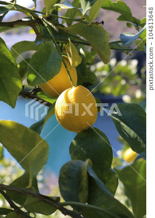 Setonai lemon Setonai lemon 104813648