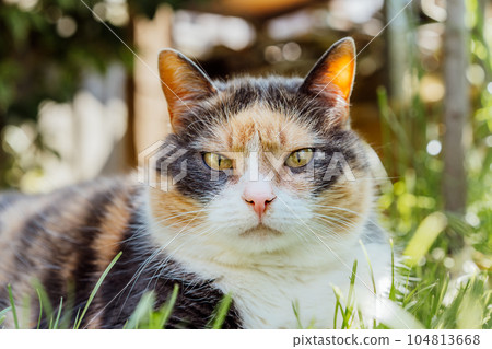Close up portrait of multicolor pleased, well-fed cat lying on the green grass in the garden. Fluffy cat relaxing in shadow outdoors on a sunny summer day. Pets in the Summer heat. Selective focus 104813668