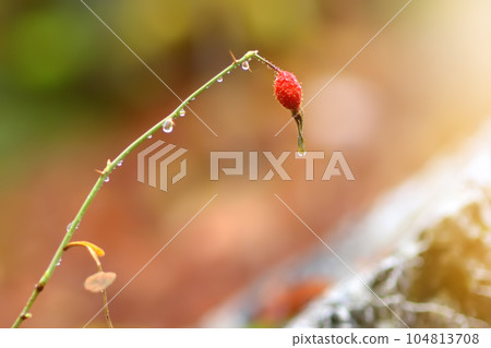 Morning dew drops is on the rosehip branch in mountain of National Park Lovcen, Montenegro on autumn day. Details of nature in Balkans. Morning dew drops is on the rosehip branch in mountain of National Park Lovcen, Montenegro on autumn day. Details of nature in Balkans. 104813708