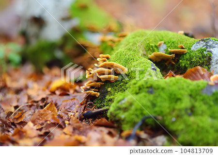 Scenic view of the forest in Lovchen National Park on autumn day. Tourism and travel.Hiking. Scenic view of the forest in Lovchen National Park on autumn day. Tourism and travel.Hiking. 104813709