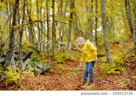 Elementary school boy walks forest in Lovcen National Park, Montenegro on an autumn day. An inquisitive boy exploring nature. Tourism and travel for family with kids. Elementary school boy walks forest in Lovcen National Park, Montenegro on an autumn day. An inquisitive boy exploring nature. Tourism and travel for family with kids. 104813716