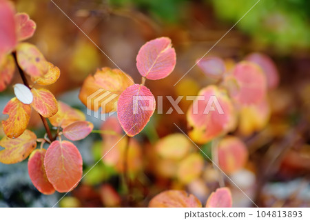 A small picturesque bush of yellow and red on the mountains of Lovcen National Park, Montenegro, on an autumn day. 104813893