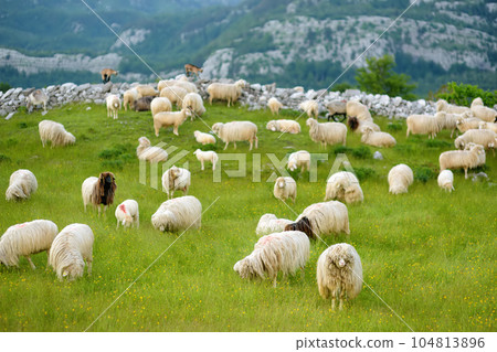 Flock of sheep with red marks on backs are grazing on pasture in a mountain valley. Wool and food production. Growing livestock is a traditional direction of agriculture. Flock of sheep with red marks on backs are grazing on pasture in a mountain valley. Wool and food production. Growing livestock is a traditional direction of agriculture. 104813896