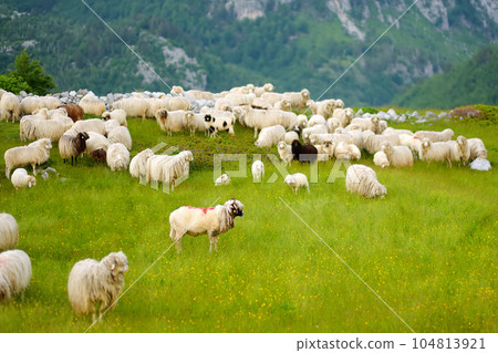 Flock of sheep with red marks on backs are grazing on pasture in a mountain valley. Wool and food production. Growing livestock is a traditional direction of agriculture. Flock of sheep with red marks on backs are grazing on pasture in a mountain valley. Wool and food production. Growing livestock is a traditional direction of agriculture. 104813921