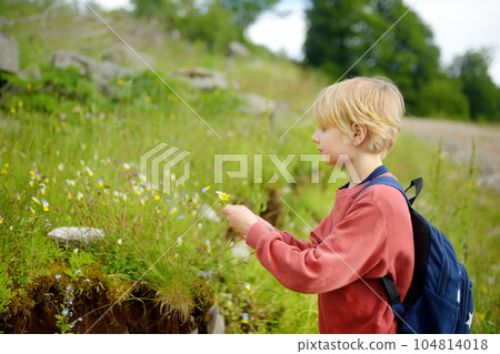 Blond preteen boy picks wild flowers during summer family hiking. Cute kid collects a bouquet for his mom. Inquisitive child explore nature. Mothers day 104814018