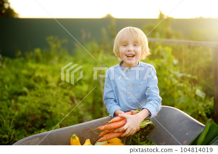 Little boy helps family to harvest of organic homegrown vegetables at backyard of farm. Child put on fresh carrot in wheelbarrow and having fun. Healthy vegetarian food. Local business. 104814019
