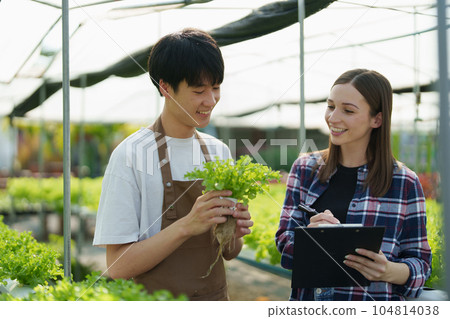 Woman Farmer harvesting vegetable and audit quality from hydroponics farm. Organic fresh vegetable, Farmer working with hydroponic vegetables garden harvesting, small business concepts 104814038