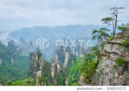 Famous tourist attraction of China - Zhangjiajie stone pillars cliff mountains in fog clouds at Wulingyuan, Hunan, China 104814215