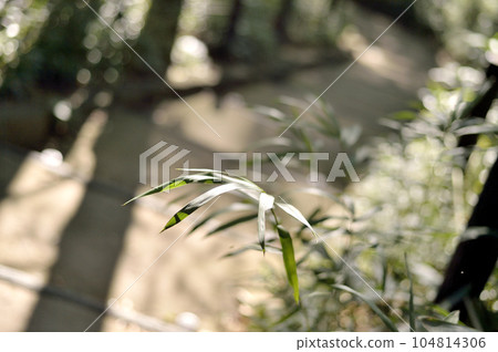 Arisugawa Palace Memorial Park 104814306