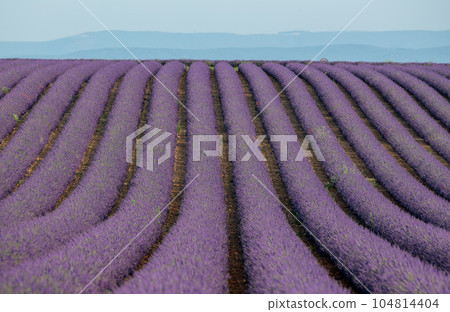 Plateau de Valensole lavender field and house at sunset in Haute Alpes Provence Cote d'Azur 104814404