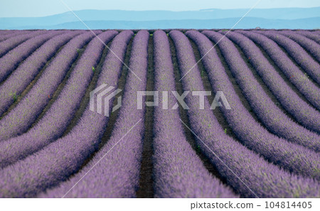 Plateau de Valensole lavender field and house at sunset in Haute Alpes Provence Cote d'Azur 104814405