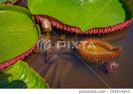 Victoria regia leaves Victoria regia leaves 104814643