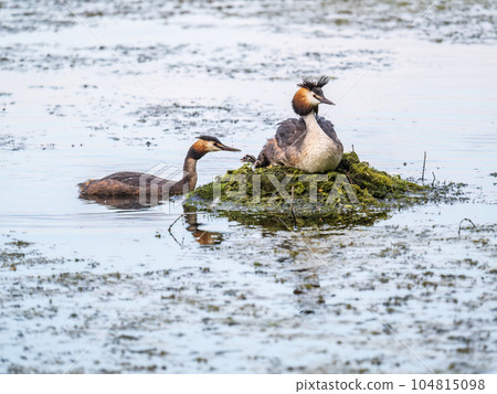 A pair of water birds, Great Crested Grebe, feeding chick at nest. A pair of water birds, Great Crested Grebe, feeding chick at nest. 104815098