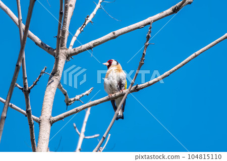 Detailed photo of an european goldfinch between branches Detailed photo of an european goldfinch between branches 104815110