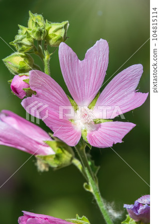 Big pink and red delicate flowers of mallow in bloom with green leaves and buds closeup, summer flowers background, 104815114