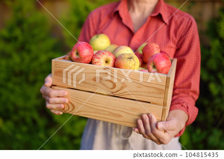 Female farmer holding wooden box with harvest of freshly picked organic apples. Healthy vegetarian food. Harvesting in orchard. Local business. Fruits for sale. 104815435