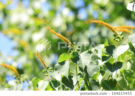 南京蝦虎魚的雄花和雄花基部的雌花（果實） 104815455
