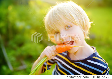 Happy little boy helps family to harvest of organic homegrown vegetables at backyard of farm. Child eating a fresh carrot and having fun. Healthy vegetarian food. Local business. Harvesting. Happy little boy helps family to harvest of organic homegrown vegetables at backyard of farm. Child eating a fresh carrot and having fun. Healthy vegetarian food. Local business. Harvesting. 104815472