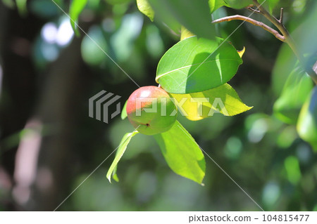 紅山茶果 104815477