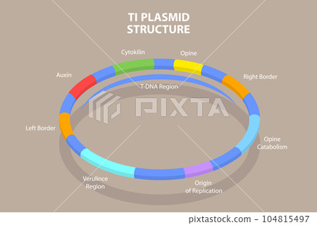 3D Isometric Flat Vector Conceptual Illustration of Ti Plasmid Structure 3D Isometric Flat Vector Conceptual Illustration of Ti Plasmid Structure 104815497