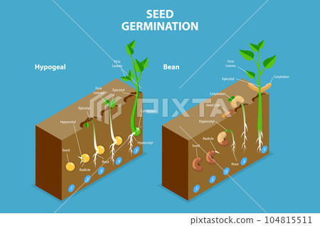 3D Isometric Flat Vector Conceptual Illustration of Seed Germination 104815511