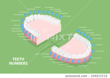 3D Isometric Flat Vector Conceptual Illustration of Teeth Numbers 3D Isometric Flat Vector Conceptual Illustration of Teeth Numbers 104815518
