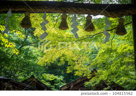 Summer at Nonomiya Shrine, dazzling green summer sunlight on the shimenawa of Kuroki Torii 104815562