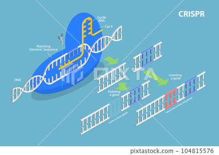 3D Isometric Flat Vector Conceptual Illustration of CRISPR 104815576