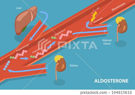 3D Isometric Flat Vector Conceptual Illustration of Aldosterone Mineralocorticoid Steroid Hormone Release 3D Isometric Flat Vector Conceptual Illustration of Aldosterone Mineralocorticoid Steroid Hormone Release 104815618