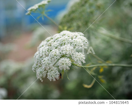 Dokuzerimodoki (Ammimayus) Dokuzerimodoki (Ammimayus) 104815645