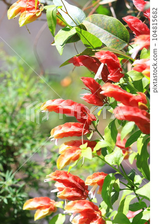 Koebi grass flower in full bloom Koebi grass flower in full bloom 104815682