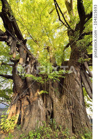 Azabuyama Zenpukuji 104815693