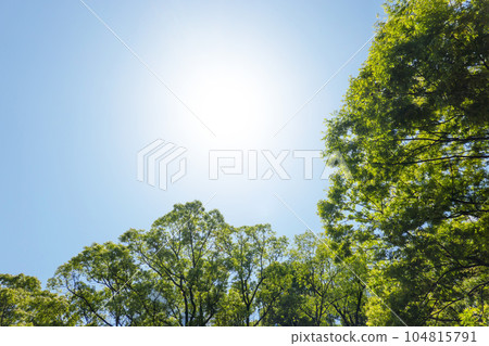 Summer sunshine and trees Summer sunshine and trees 104815791