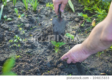 Men's hands with shovel planting the young flower in the flowerbet Men's hands with shovel planting the young flower in the flowerbet 104815833