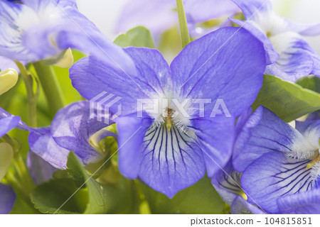 Close up for blue violet on the sunlight Close up for blue violet on the sunlight 104815851